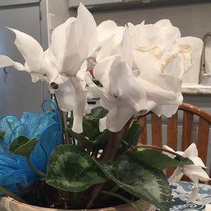 Meet your Posher, Gisele